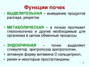 Какую функцию выполняют почки человека