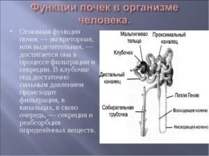 Какую работу в организме выполняют почки