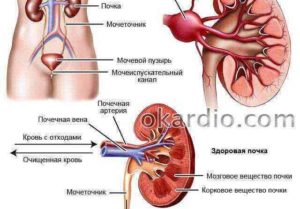 Влияние почек. Симптомы при почечном давлении. Повышение давления из за почек симптомы. Давление артериальное почечное или.