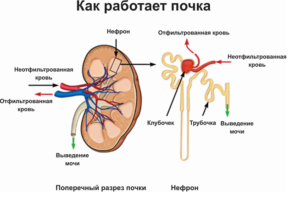 Нормальная работа почек