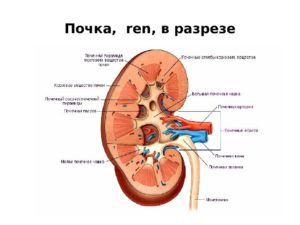 Строение почки в разрезе