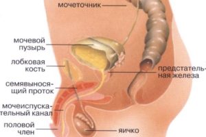 Боль в мочевом канале у мужчин