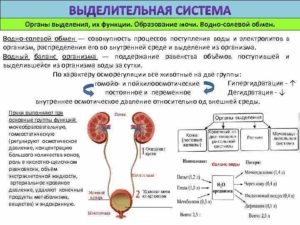 Выделительная функция в организме