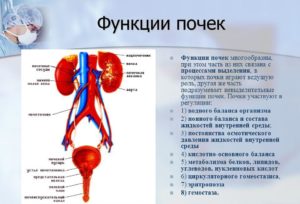 Какую работу в организме выполняют почки