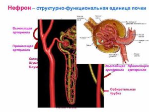 Выносящая артериола почки