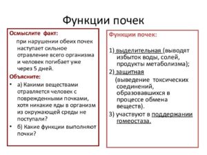 Функции левой почки