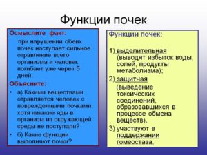 Какую работу в организме выполняют почки