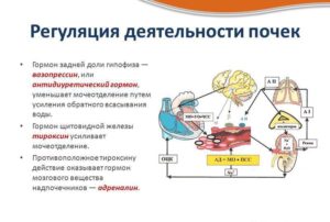 Что нагружает работу почек