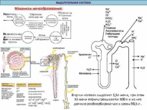 Механизм мочевыделения и мочеобразования и их регуляция