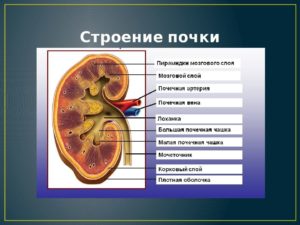 Толщина мозгового слоя почки