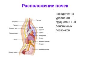 Где находятся почки схема