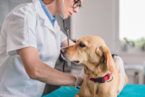 Чем лечить заболевание почек у собак