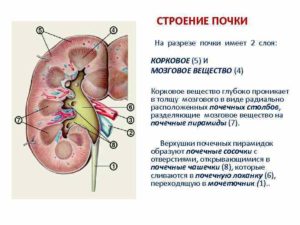 Корковый слой почки