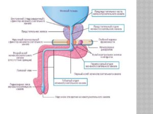 Как укрепить мочевой пузырь у мужчин