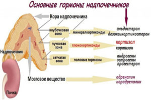 Надпочечники и депрессия