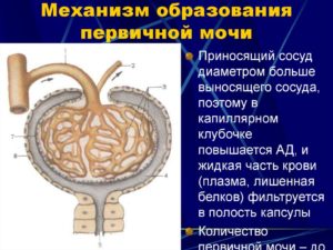 Механизм образования первичной мочи