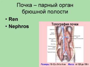 Почки не работают моча скапливается в брюшной полости