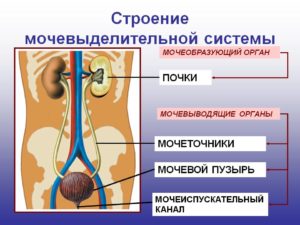 Строение мочевыделительной системы человека