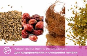 Трава для очищения печени и почек