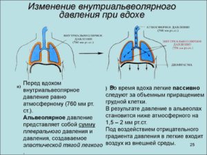 Могут ли болеть почки при вдохе