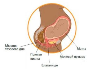 Как определить что болит мочевой пузырь или матка