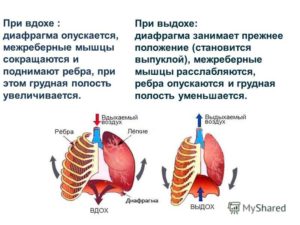 Могут ли болеть почки при вдохе