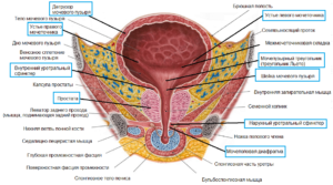 Анатомия мочевой пузырь у мужчин