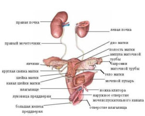 Больно нажимать на левую почку