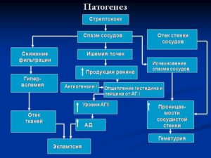 Ишемия почек патогенез