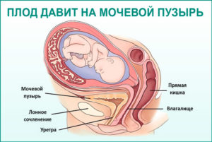 Где находится мочевой пузырь у женщин при беременности