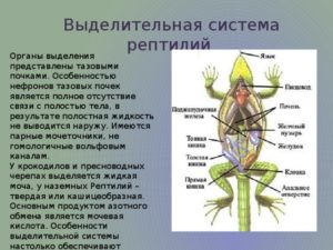 Организмы у которых органы выделения представлены почками