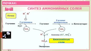 Синтез в почках