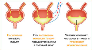 Мочевой пузырь очень быстро наполняется