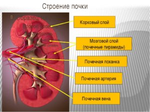 Корковый слой почки