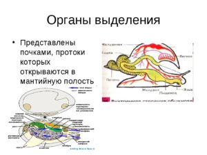 Органы выделения представлены почками