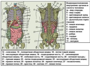 Что находится сзади слева у поясницы