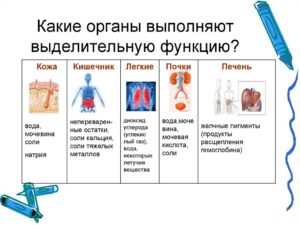 Выделительная функция в организме