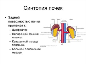 Синтопия ворот почки