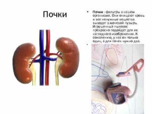 Для чего нужны почки в организме человека