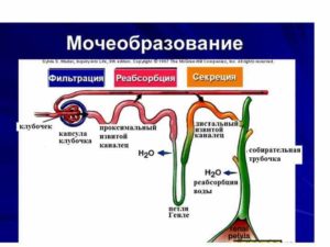 Механизм мочевыделения и мочеобразования и их регуляция