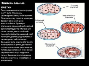 Что значит эпителиальные клетки