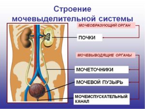 Почки относятся к системе