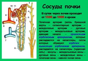 Как проверить сосуды в почках