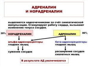 Адреналин и норадреналин вырабатываются в