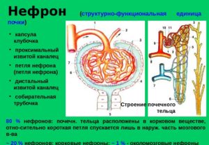 Количество нефронов в почке составляет примерно
