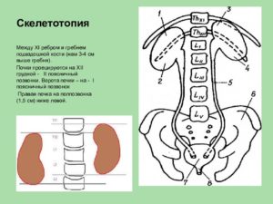 Почка на уровне подвздошной кости