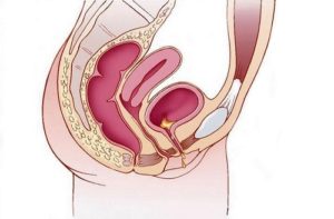 Откуда происходит мочеиспускание у женщин