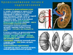 Сосудистые ножки почек