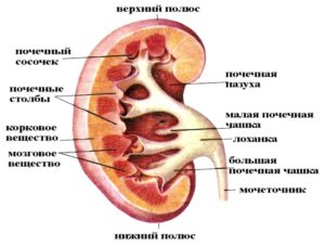 Строение почки в разрезе