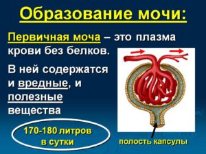 Первичная моча образуется из